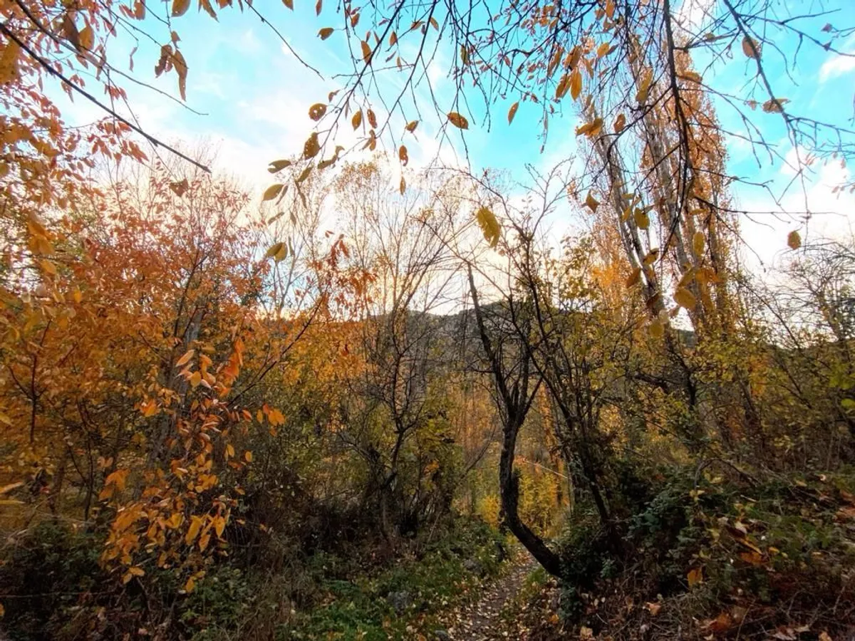 Bosque en otoño en los montes de Camarena de la Sierra, zona de rebollones en la sierra de Javalambre